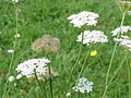 Corky-fruited water dropwort (Oenanthe pimpinelloides)