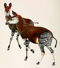 Illustration from an original painting by Sir Harry Johnston, based on preserved skins (1901) Okapi 1901.jpg