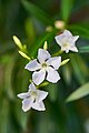 Oleander (Nerium oleander).