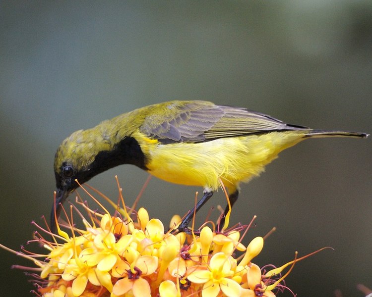 File:Olive-backed Sunbird (Cinnyris jugularis) male - Flickr - Lip Kee (1).jpg