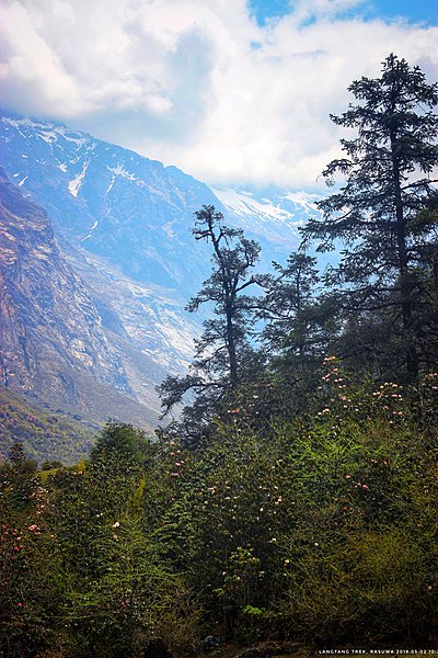 File:On the way to Kyanjin Valley, Langtang National Park, Rasuwa, Nepal 19.jpg