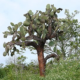 Opuntia echios