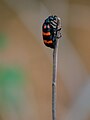 Orange Blister Beetle (21069657011).jpg