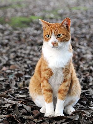Orange tabby cat sitting on fallen leaves-Hisashi-01A.jpg