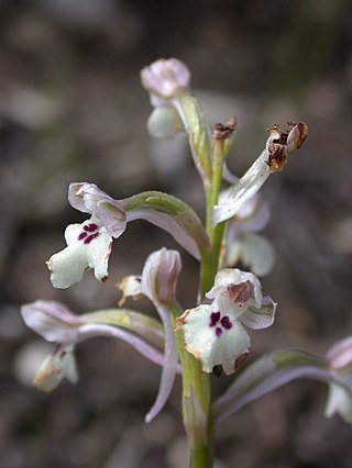 <i>Anacamptis israelitica</i> Species of flowering plant