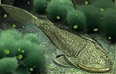 Life restoration of the Early Devonian jawless fish Cephalaspis Ostracoderm digital recreation..jpg