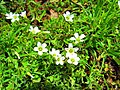 Oxalis alpina için küçük resim