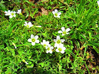 <i>Oxalis alpina</i> Species of flowering plant