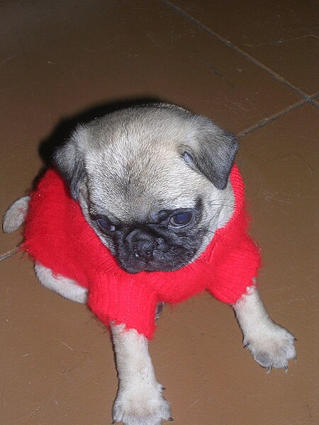 File:Pablo the pug in a red sweater.jpg