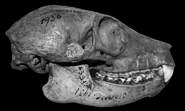 The skull and teeth of Pachylemur insignis suggest that it ate mostly fruit and some leaves.