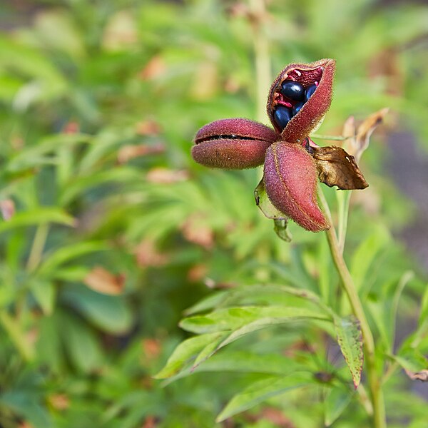 File:Paeonia sp.-IMG 9374.jpg