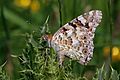 * Nomination Painted lady (Vanessa cardui), Lough Down, Buckinghamshire --Charlesjsharp 15:05, 26 June 2016 (UTC) * Promotion Good quality. --Uoaei1 10:19, 27 June 2016 (UTC)