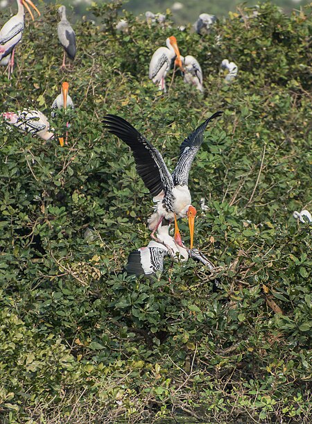 Paintedstork mating.jpg