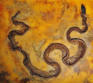 <i>Eoconstrictor</i> Extinct genus of snakes