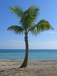 PalmtreeWPB.jpg