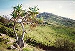 Miniatura para Parque nacional Hat Head