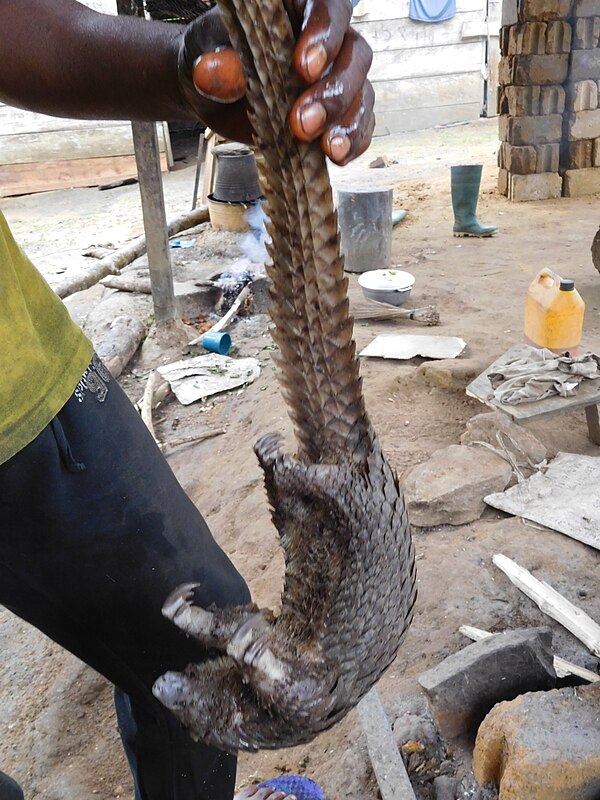 Pangolin in Cameroon