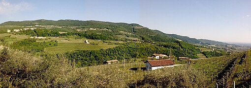 Oliveti e vigneti sulle colline di Negrar.