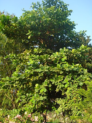 <i>Gardenia latifolia</i> Species of plant