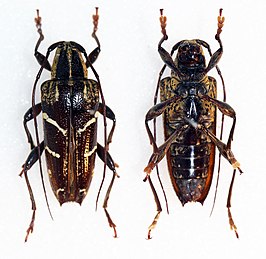 Parepilysta subfasciata