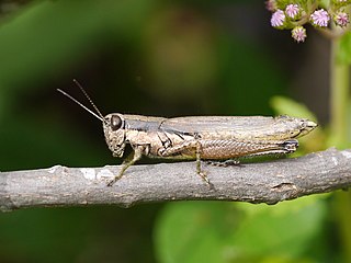 <i>Paroxya clavuligera</i> Species of spur-throated grasshopper
