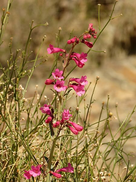 File:Parry's Beardtongue - Flickr - treegrow (6).jpg