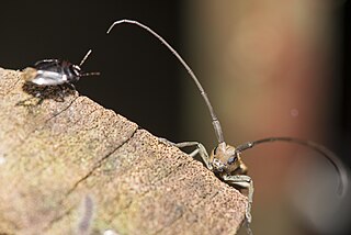 <i>Peblephaeus decoloratus</i> species of beetle