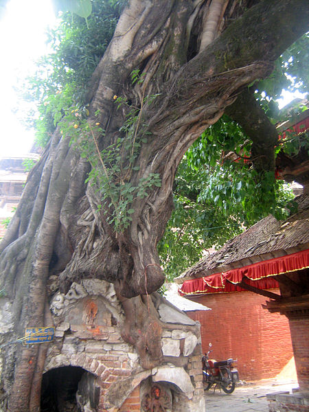 File:Peepal tree worshiped as god in hindu culture (peepal tree and temple on tree).jpg
