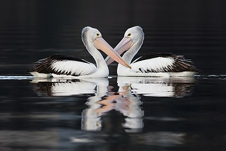 Pelecanus conspicillatus (Australian Pelicans)