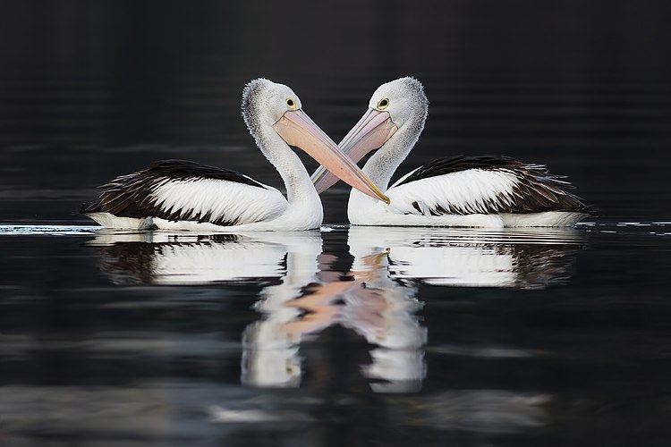 Австралийский пеликан (Pelecanus conspicillatus)