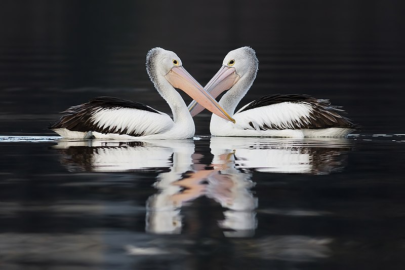 File:Pelecanus conspicillatus pair swimming.jpg