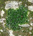 Pellia endiviifolia Germany - Schwäbisch-Fränkische Waldberge
