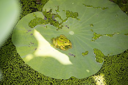 Pelophylax chosenicus