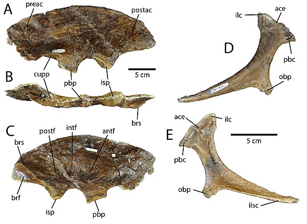 Pelvic elements of assigned specimen TMP 1979.020.0001