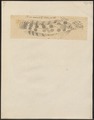 Percis nebulosa - 1700-1880 - Print - Iconographia Zoologica - Special Collections University of Amsterdam - UBA01 IZ13200047.tif