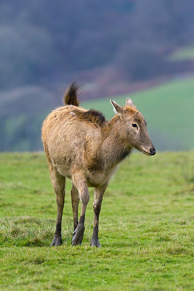 File:Pere Davids Deer female.jpg