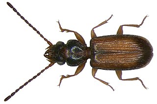<i>Perileptus</i> Genus of beetles