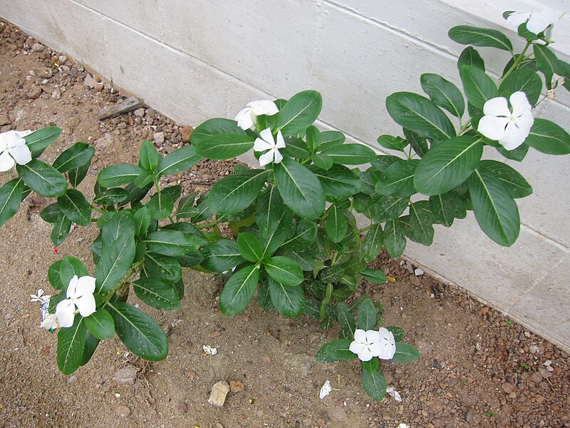 File:Periwinkle - നിത്യകല്യാണി 05.JPG