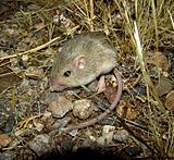 A living Perognathus flavus, or silky pocket mouse Perognathus flavus.jpg