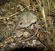 Silky pocket mouse Perognathus flavus.jpg