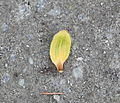 Petal from Chinese tuliptree flower at Finnerty 2013.jpg