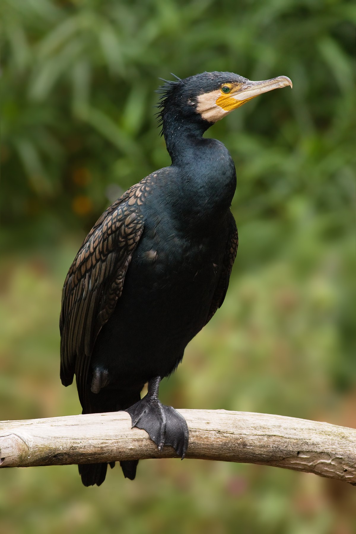 Cormorant a sea animal