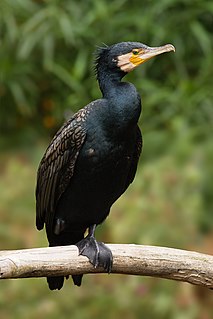 Great cormorant species of bird
