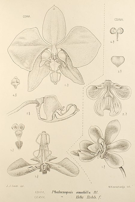 Tập_tin:Phalaenopsis_amabilis34221.jpg