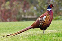 Torrington and Goshen County are home to a large population of Ring-necked Pheasants Pheasant.jpg