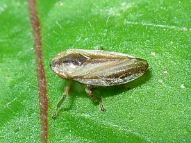 Philaenus spumarius