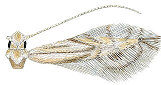 <i>Phyllocnistis longipalpa</i> Species of moth