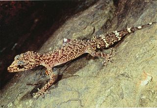 Champions leaf-tailed gecko Species of lizard