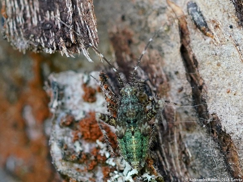 File:Phytocoris tiliae 05.JPG