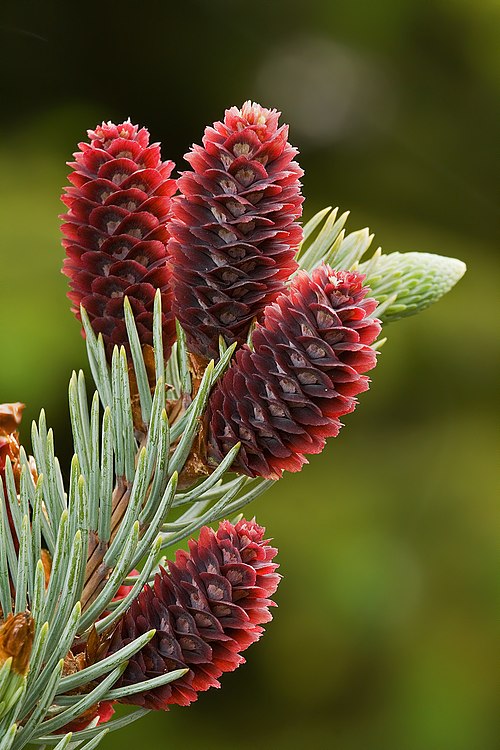 Young cones of a blue spruce